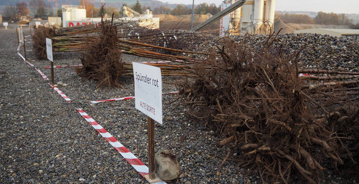 Hochstamm-Jungbäume