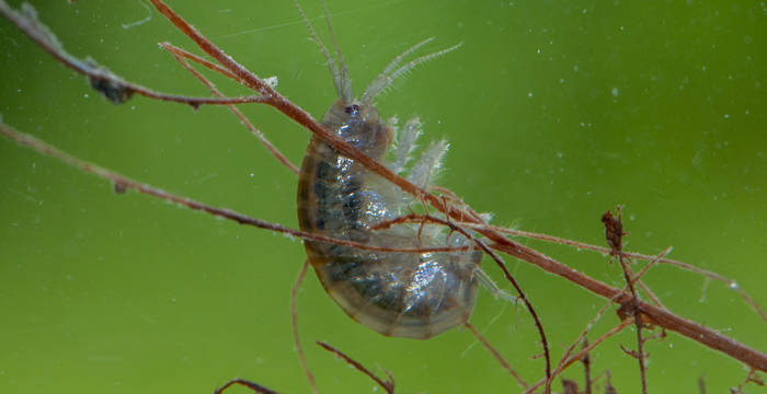 Bachflohkrebs im Wasser