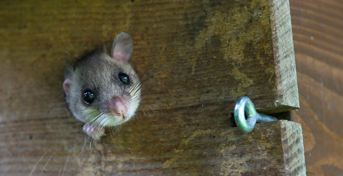 Siebenschläfer schaut aus Vogelhäuschen