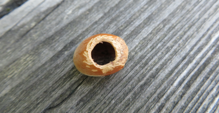 Haselnuss mit typischen Nagespuren der Haselmaus. ©wildenachbarn.ch