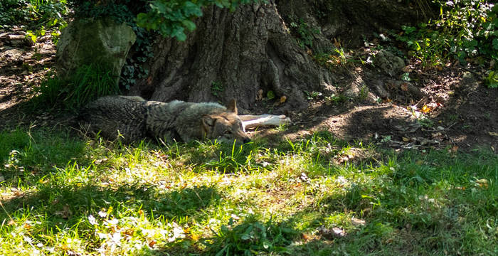 Liegender Wolf © Matthias Sorg
