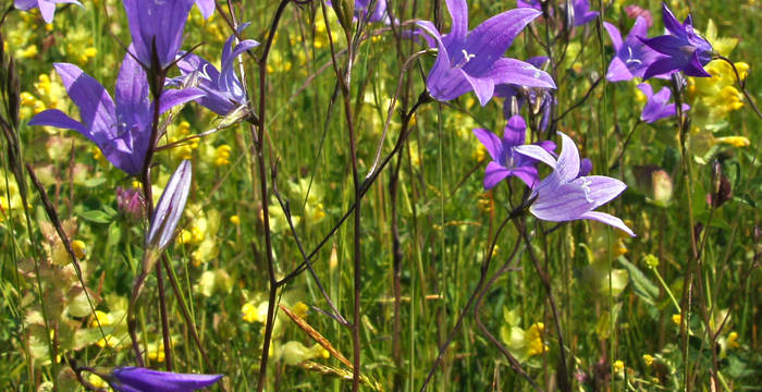 Blumenwiese ©Manfred Hertzog