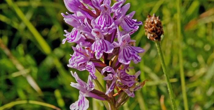 Gefleckte Orchis ©Manfred Hertzog