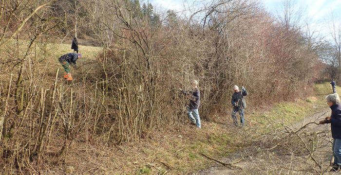 Freiwillige pflegen eine Hecke am Immenberg