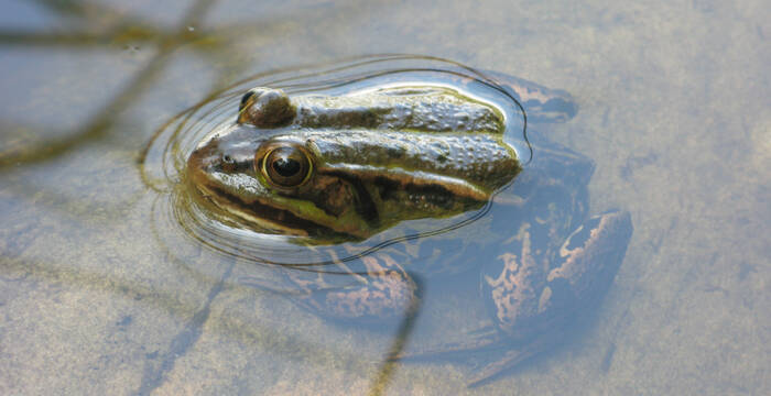 Wasserfrosch im Tümpel
