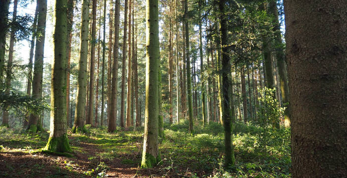 Sonnenbeschienenes Waldstück