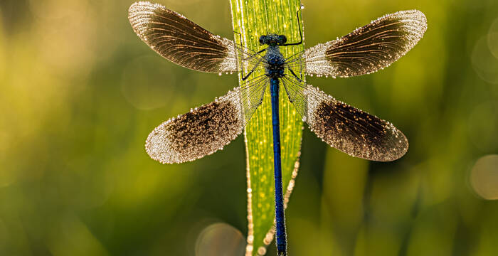 Prachtlibelle