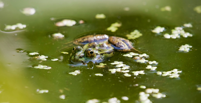 Amphibientümpel