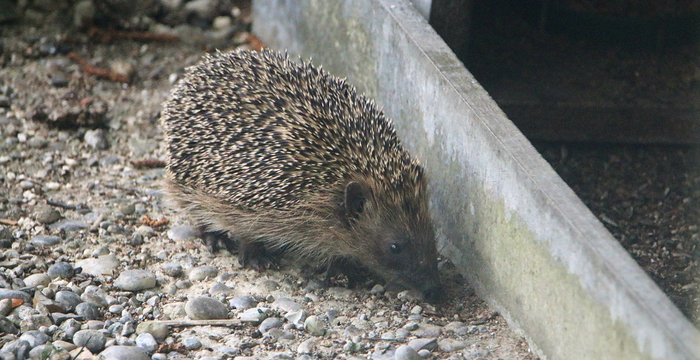 Igel - Tier des Jahres 2026