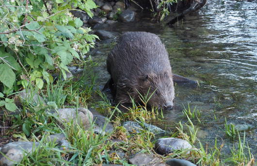 Biber im Wasser