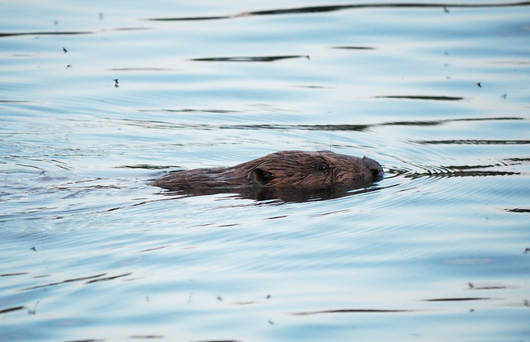 Schwimmender Biber