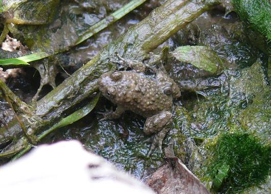 Gelbbauchunke©Yvonne_Flury