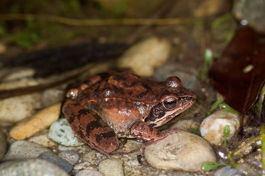 Springfrosch