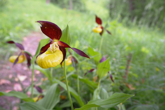 Naturschutzgebiete Orchideen