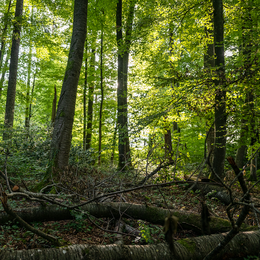 Aktion Spechte - Dynamik