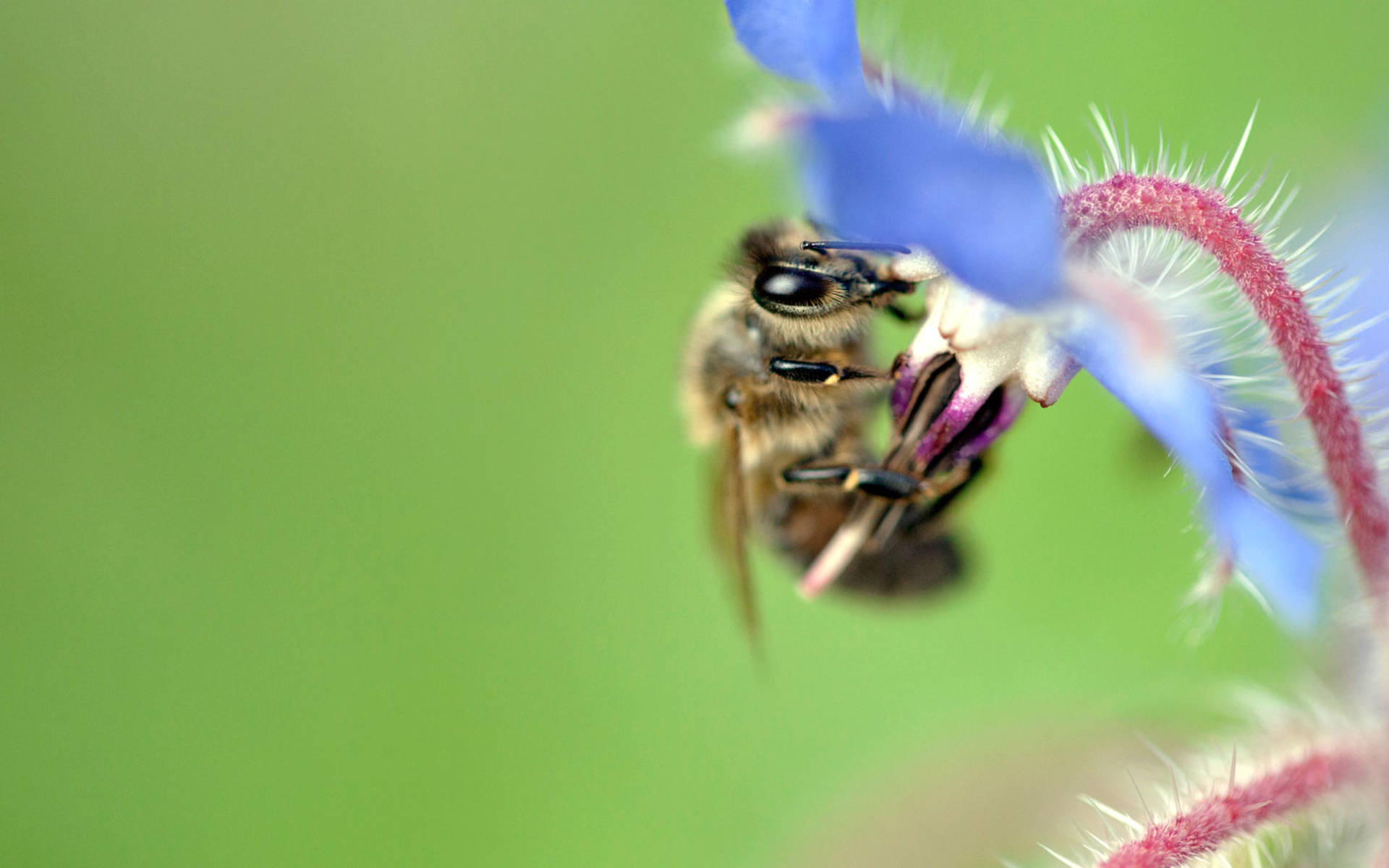 Biene an Borretsch © Matthias Sorg