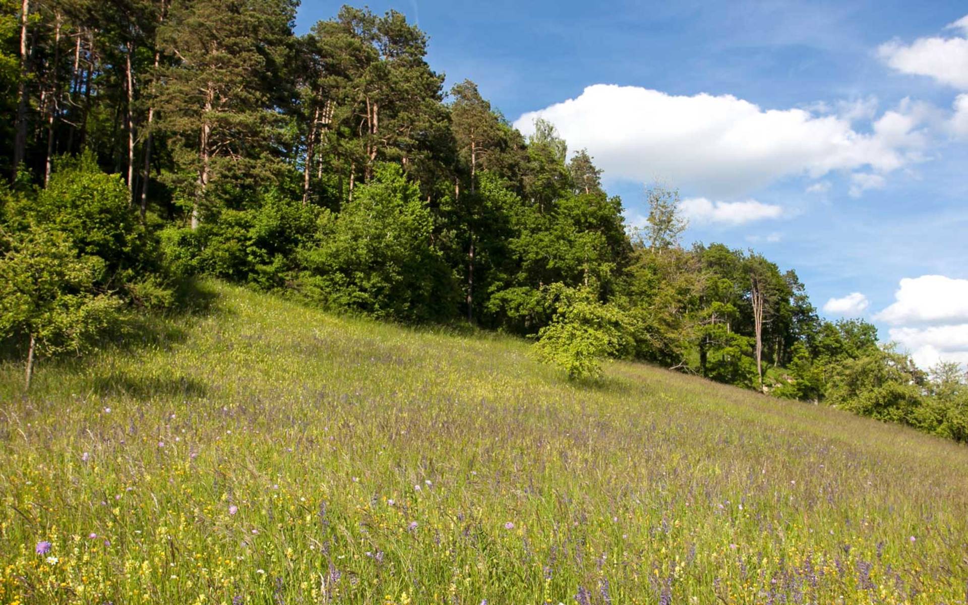 Naturschutzgebiet Immenberg © florinrutschmann