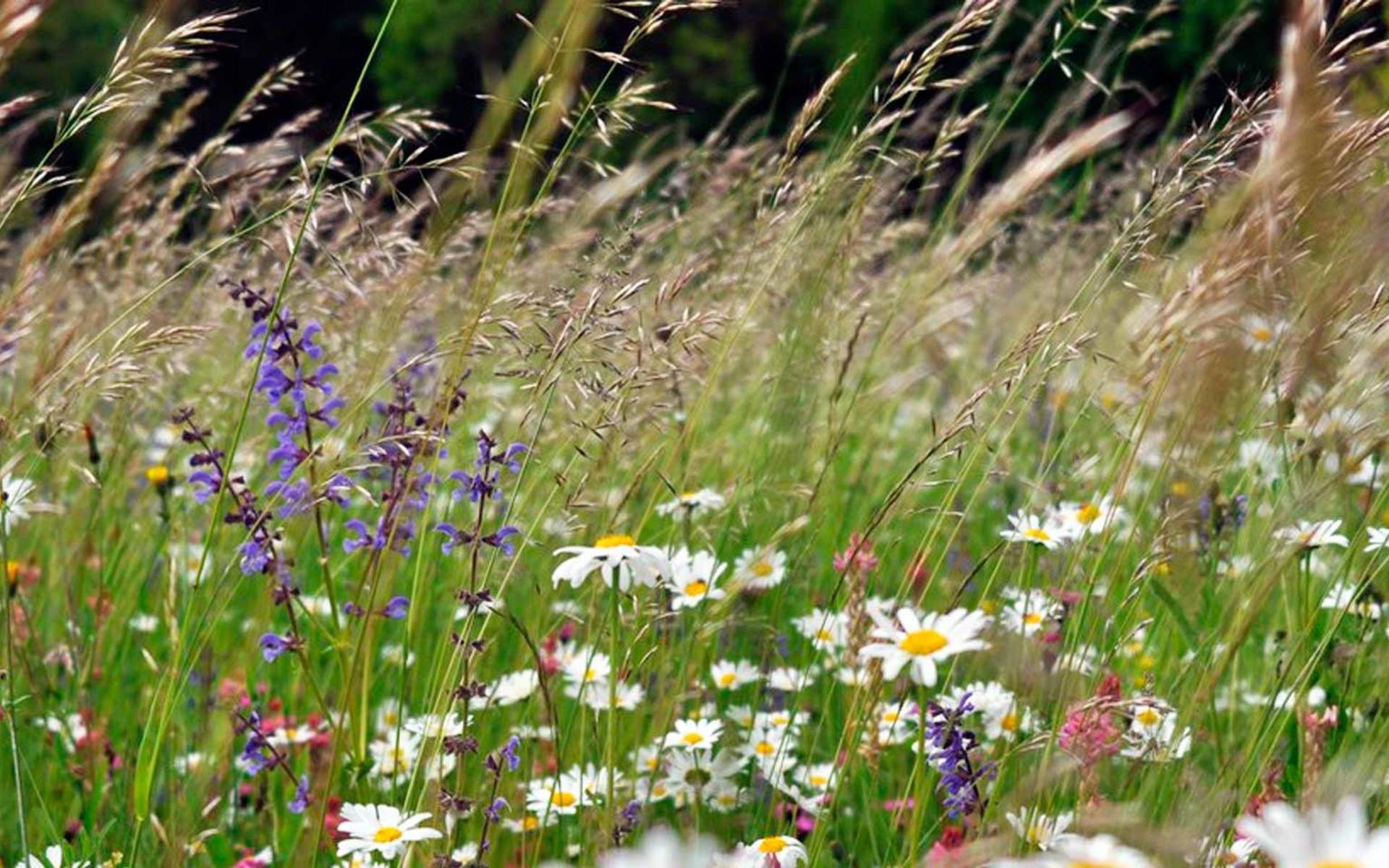 Blumenwiese © Pro Natura