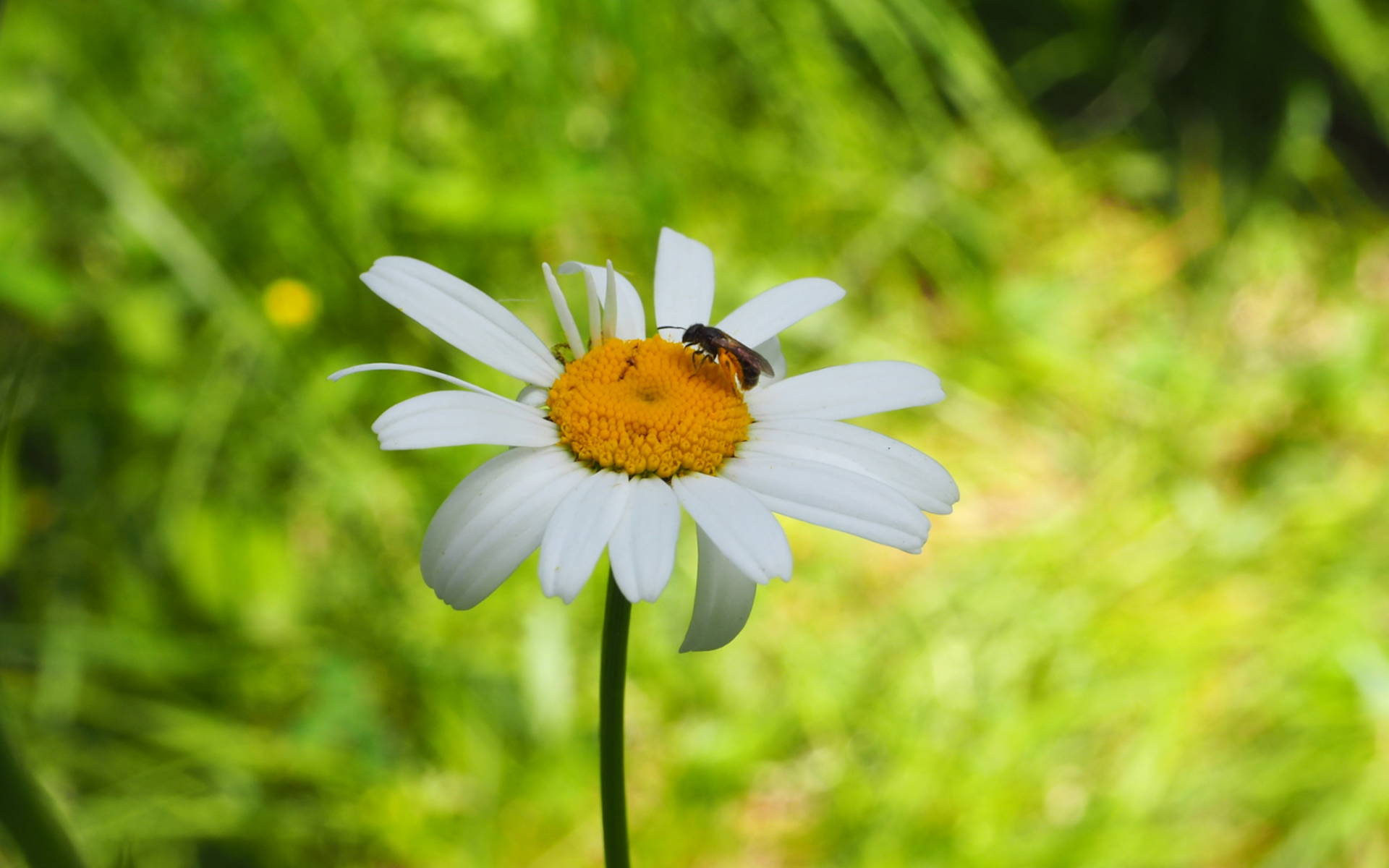 Wildbiene auf Wiesenmargerite ©kathrinwittgen