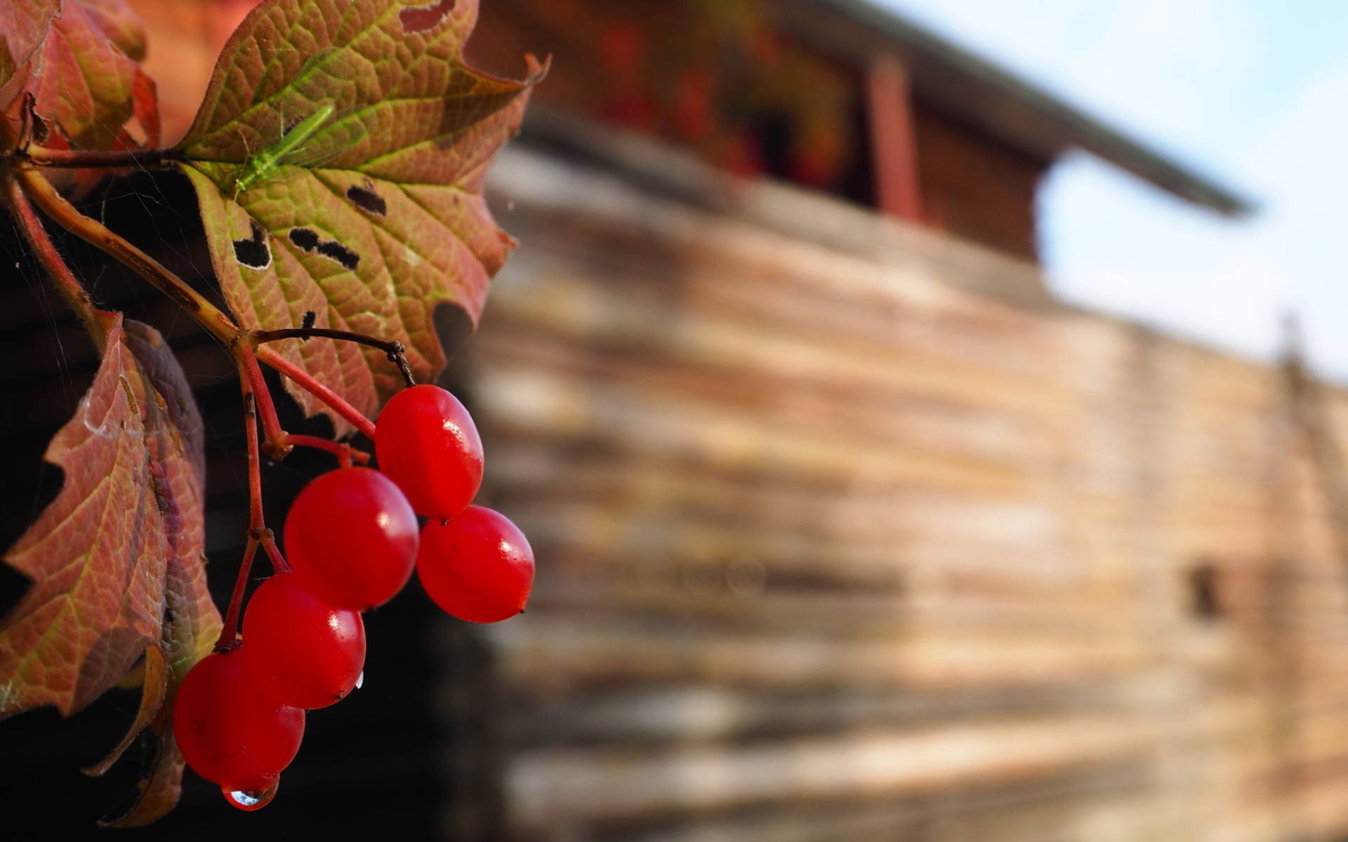 Beeren des gemeinen Schneeballs mit Pro Natura Hütte im Hintergrund © kathrinwittgen