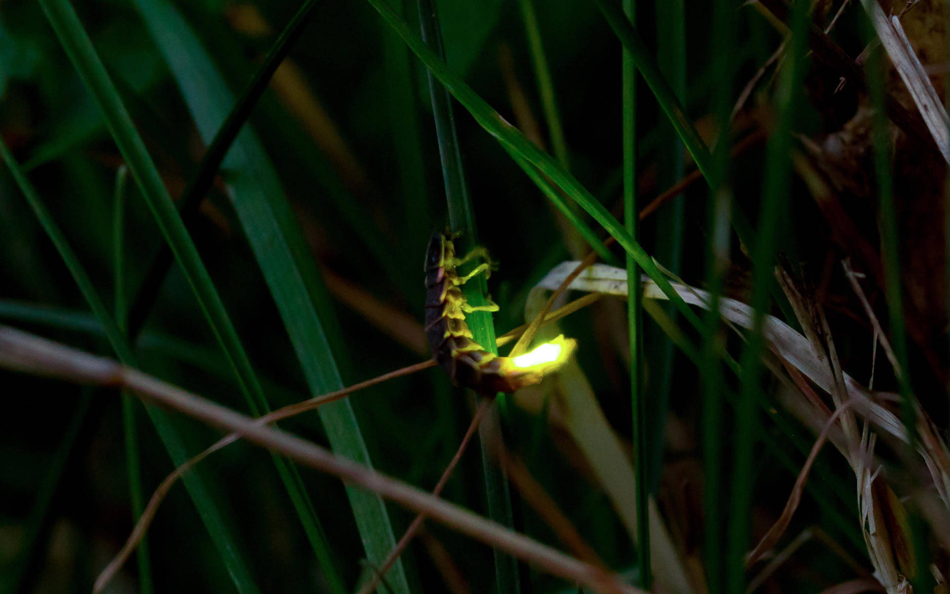 Tier Des Jahres 2019 Das Gluhwurmchen Pro Natura Thurgau
