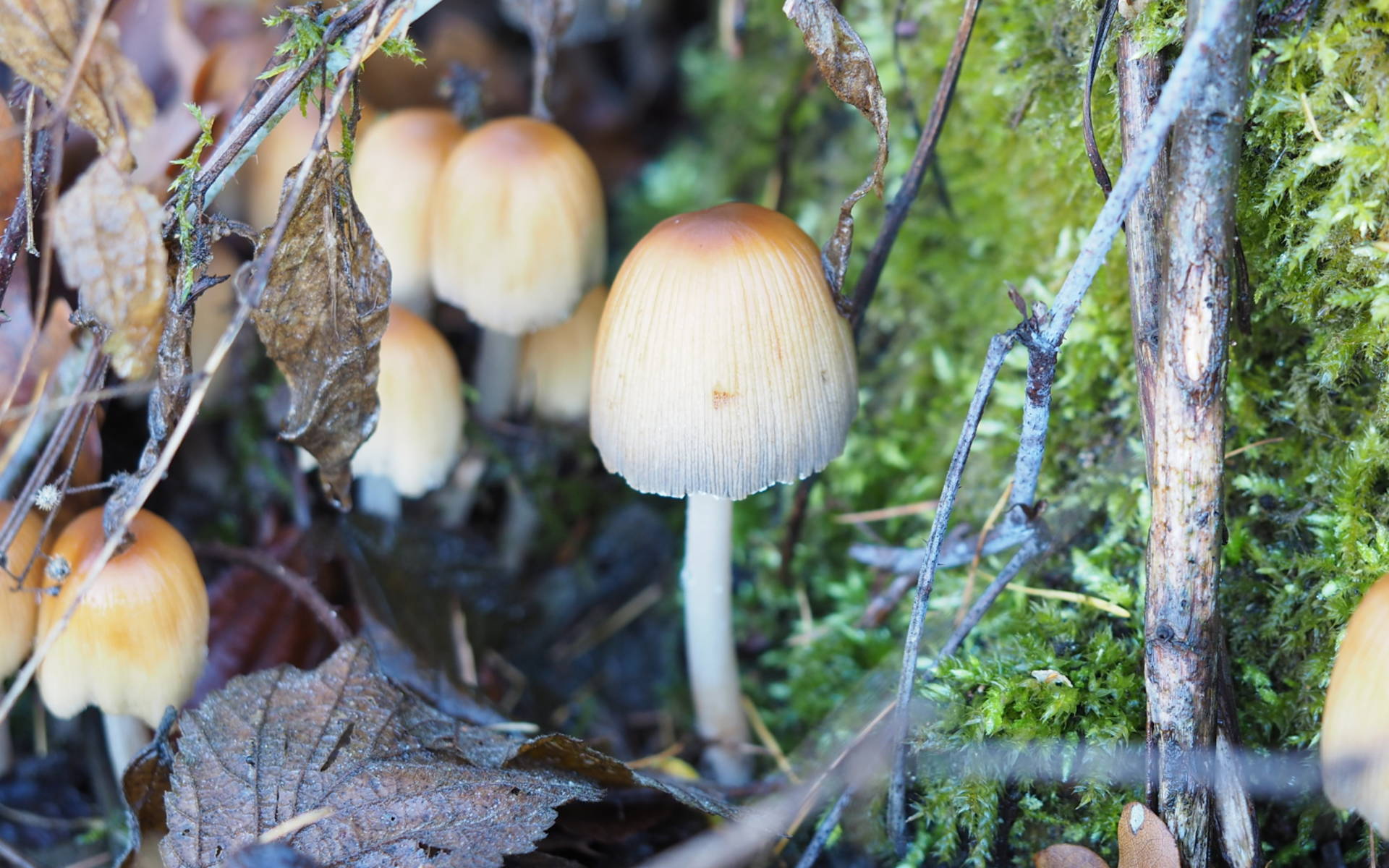 Pilze im Moos © kathrinwittgen