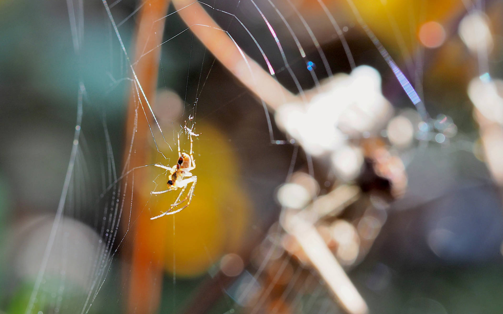 Spinne in ihrem Netz © kathrinwittgen