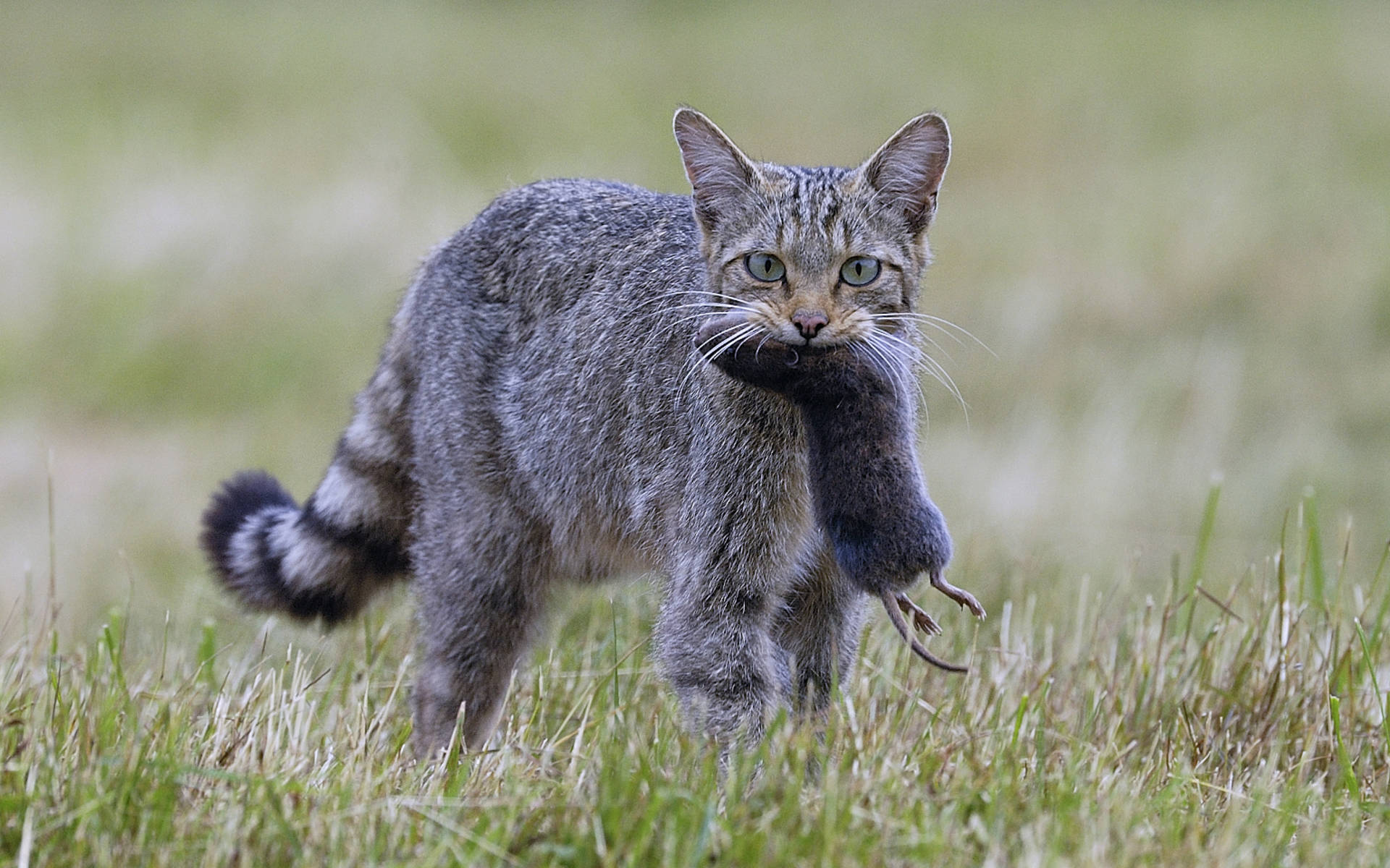 Wildkatze mit Mäusebeute © Fabrice Canez
