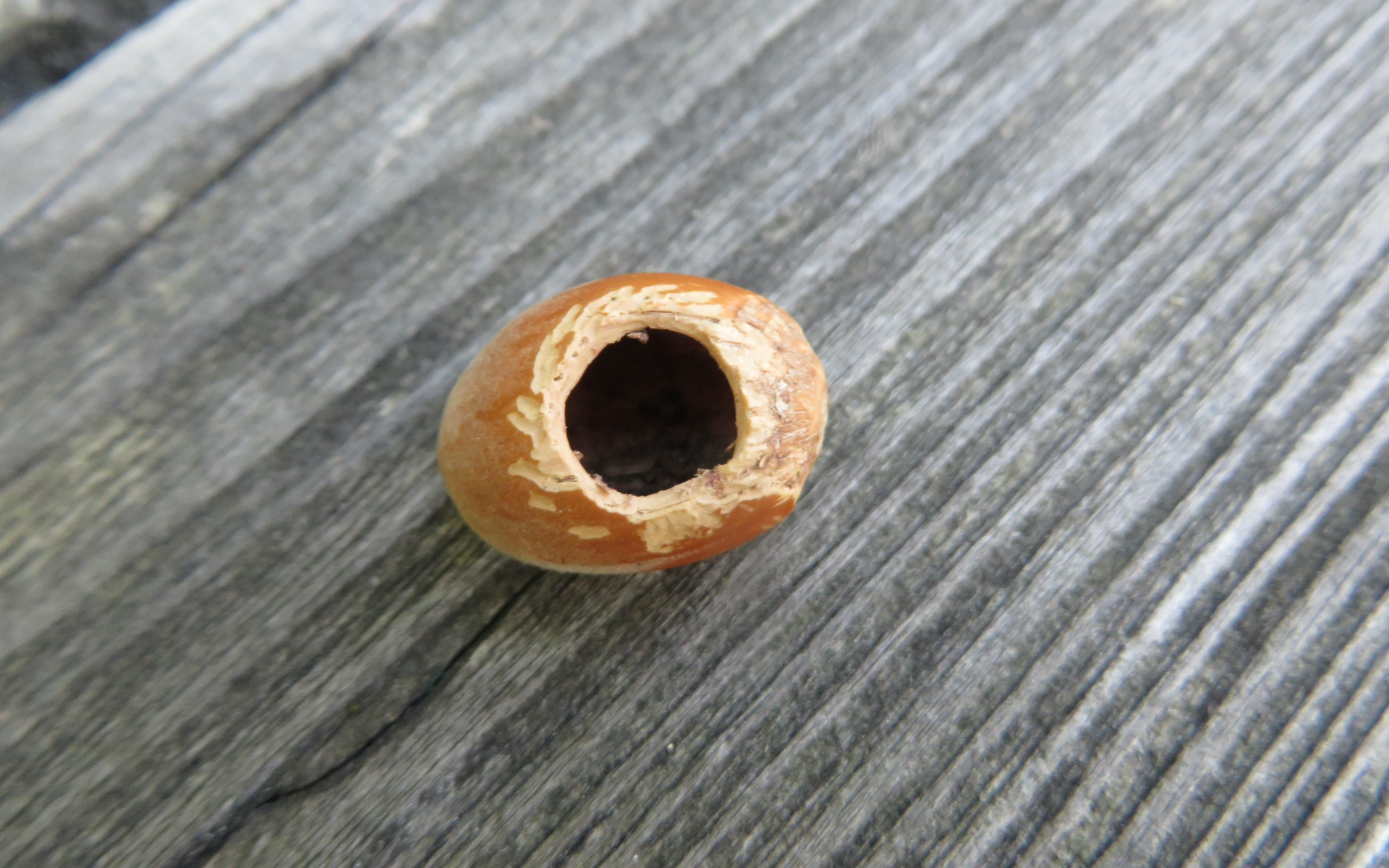 Haselnuss mit typischen Nagespuren der Haselmaus. ©wildenachbarn.ch
