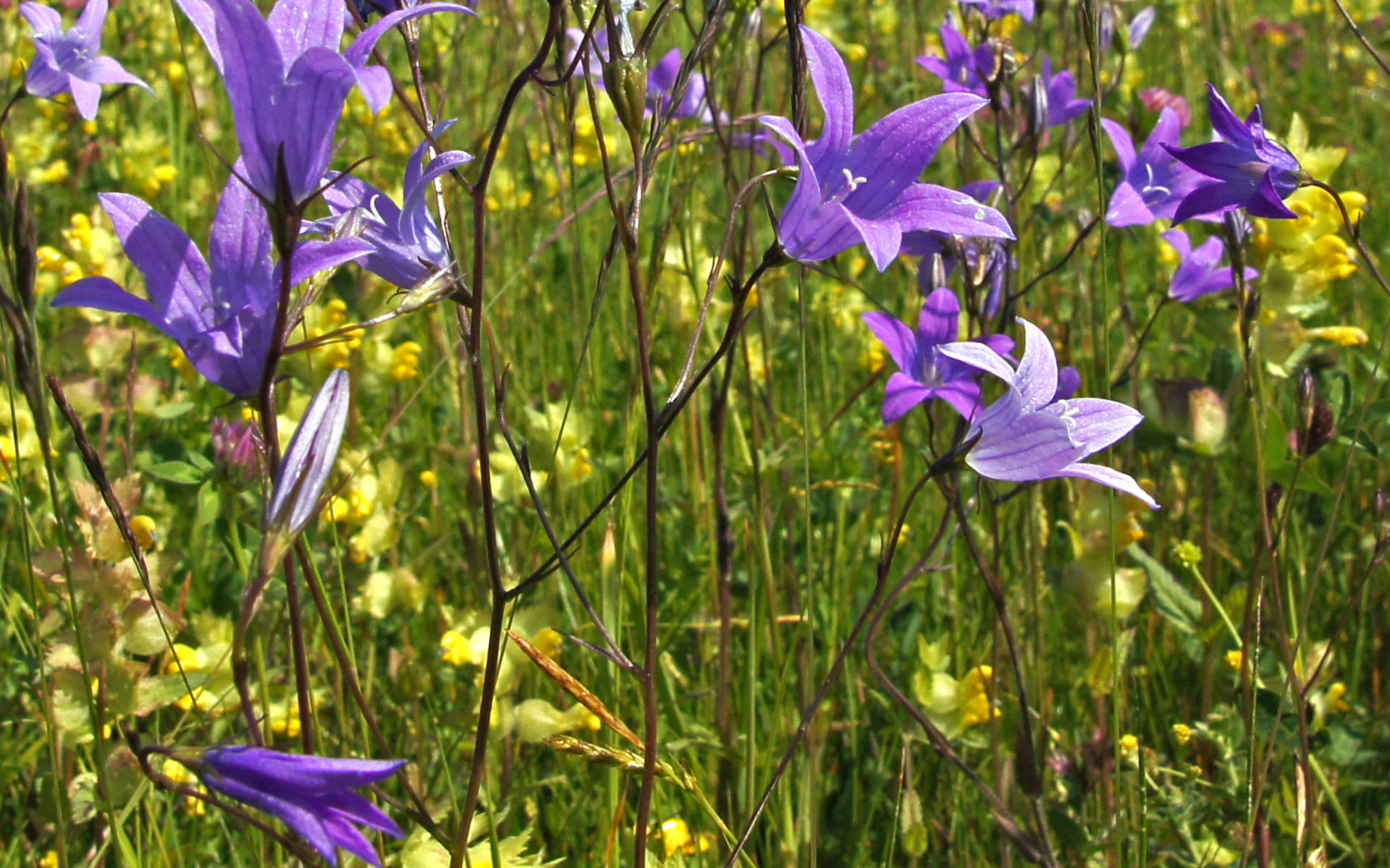 Blumenwiese ©Manfred Hertzog