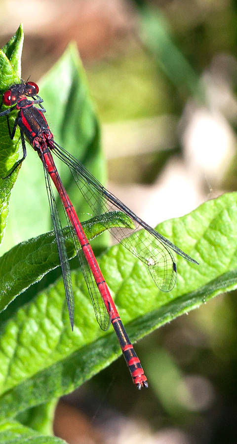 Adonislibelle