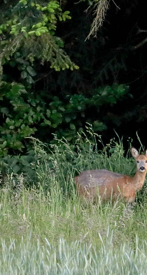 Reh im Wald