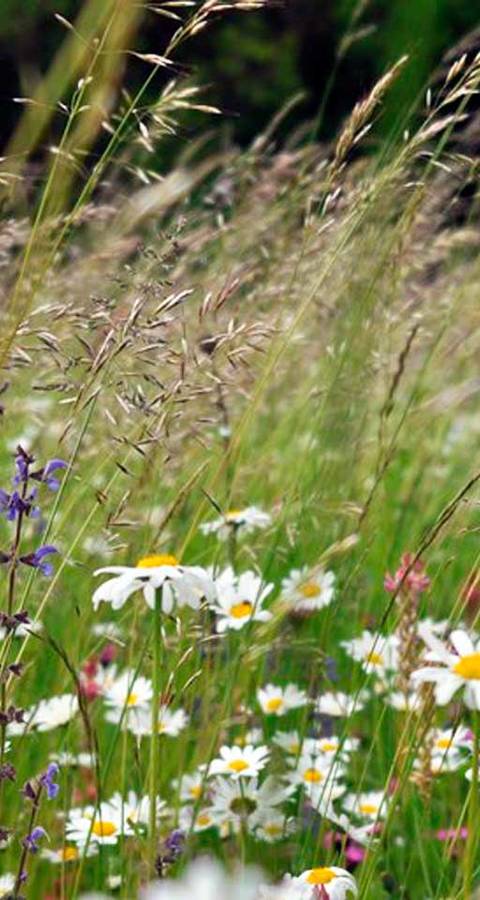 Blumenwiese