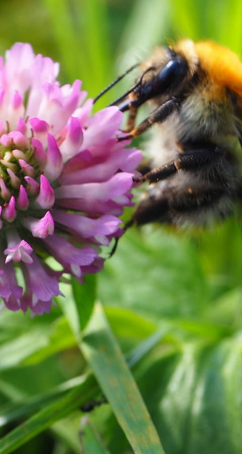 Wildbiene an Wiesen-Klee