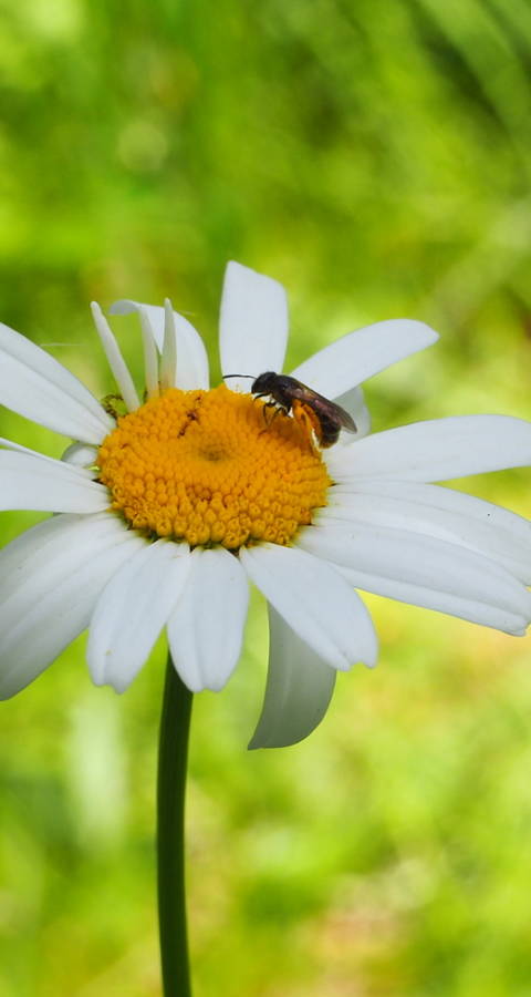 Wildbiene auf Wiesenmargerite
