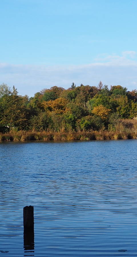 Ausblick auf den Bommer Weiher