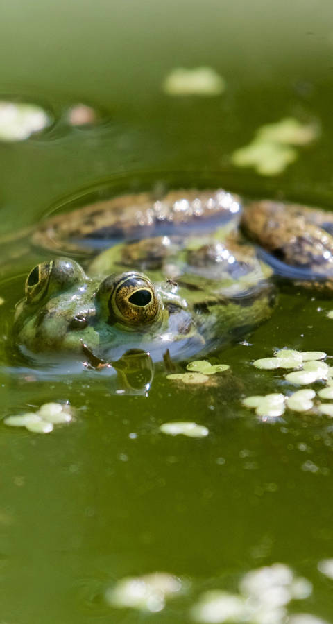 Grünfrosch an Teichoberfläche mit Wasserpflanzen