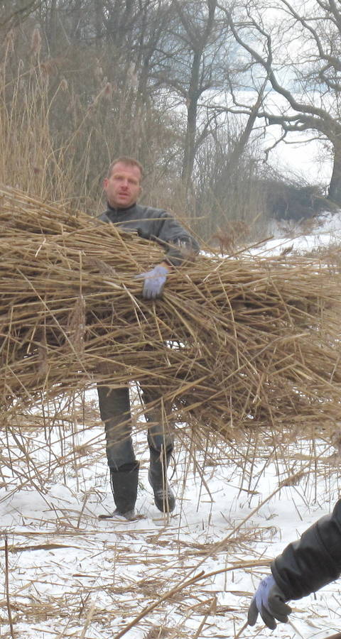 Freiwillige helfen Schilf mähen