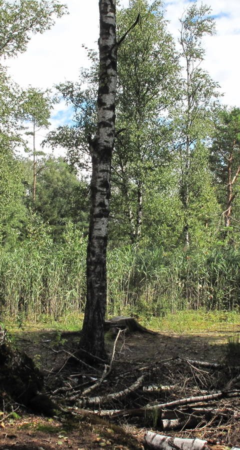 Birkenstämme vor Schilfgürtel