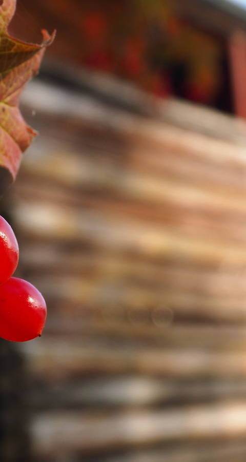 Beeren des gemeinen Schneeballs mit Pro Natura Hütte im Hintergrund