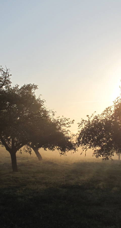 Hochstammbäume im Nebel von Morgensonne beschienen