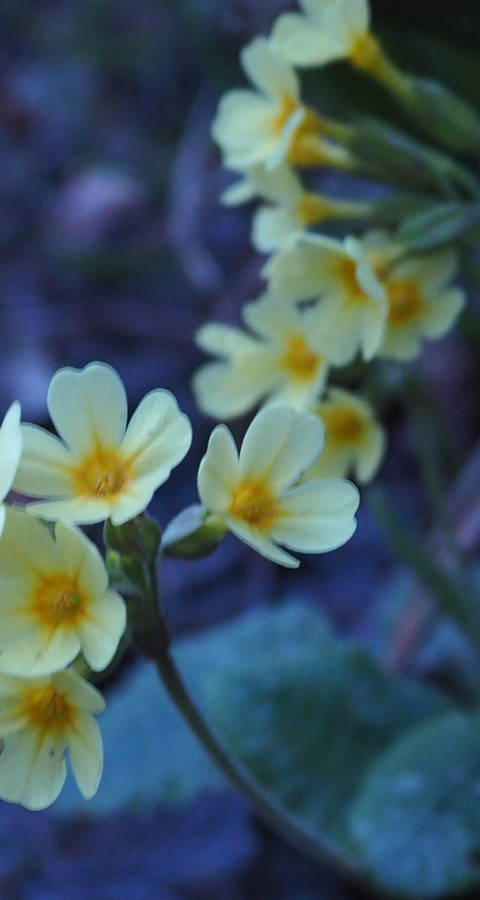 Schlüsselblume in Abenddämmerung