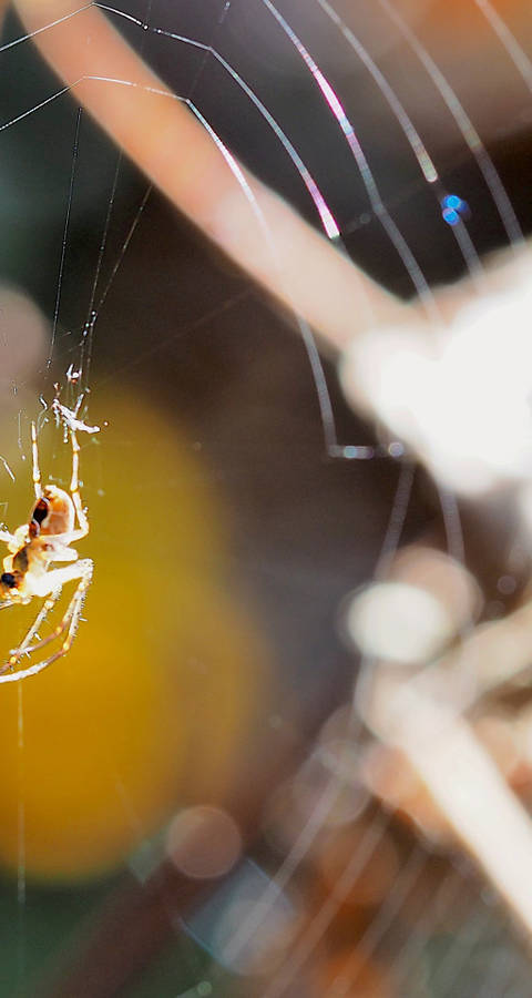 Spinne in ihrem Netz