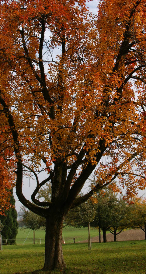 Thurgauer Hochstammbäume in Herbstfarben