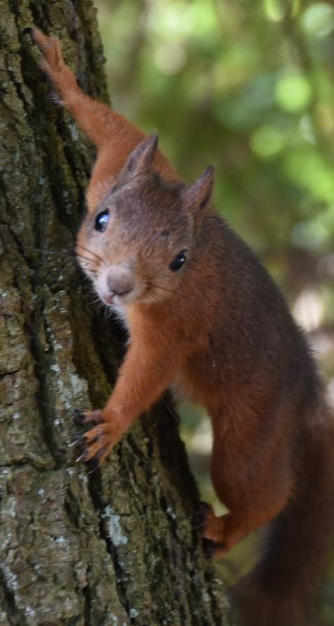 Eichhörnchen