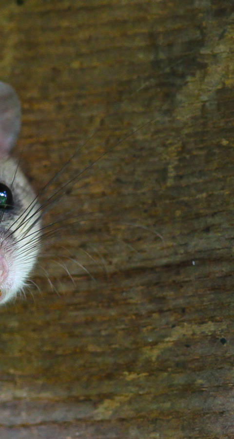 Siebenschläfer schaut aus Vogelhäuschen