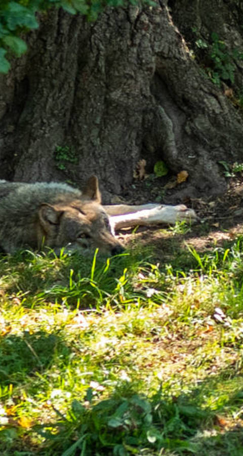 Liegender Wolf