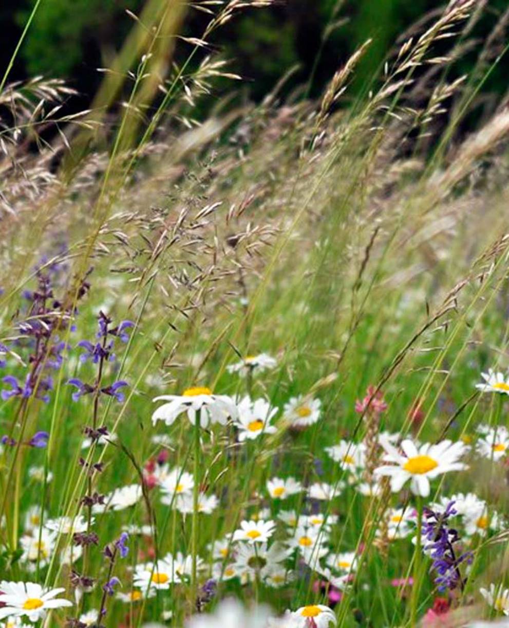 Blumenwiese