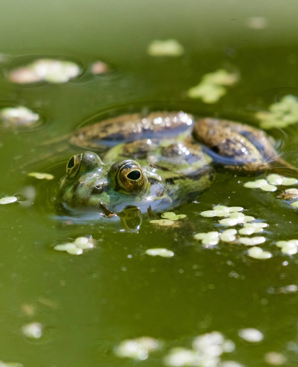 Grünfrosch an Teichoberfläche mit Wasserpflanzen