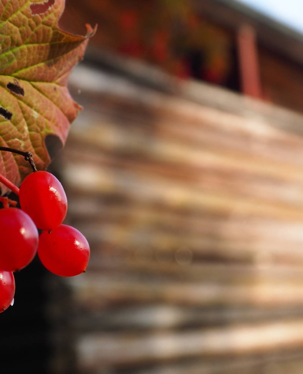 Beeren des gemeinen Schneeballs mit Pro Natura Hütte im Hintergrund